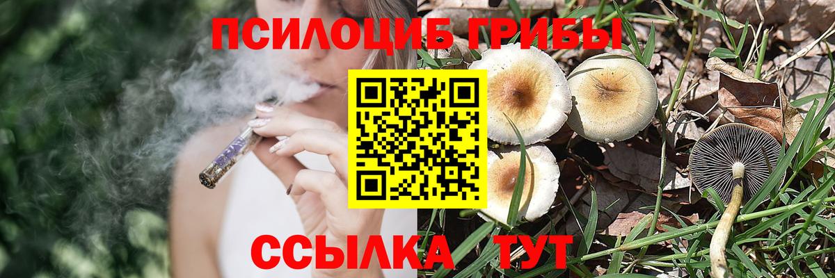 Псилоцибиновые грибы Cubensis  Вход с VPN  Новоалтайск 